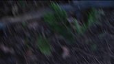 Vines - Teaser... Vines - Teaser...