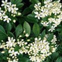 Choisya, Mexican orange blossom
