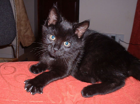 Elvis