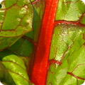 Rhubarb chard
