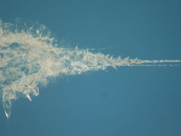 Stardust impact aerogel, photo courtesy of Nasa.