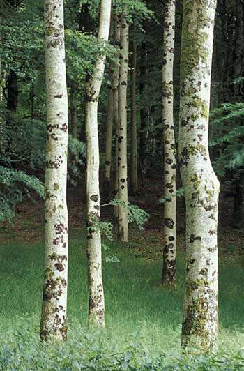 Trees in Moydamlaght forest near Draperstown