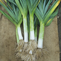 Allium