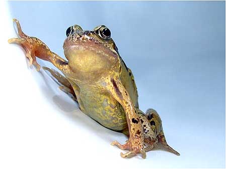 Frog