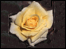 Norwich Cathedral Rose