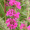 Lythrum salicaria 'Feuerkerze'