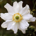 Anemone x hybrida, Japanese anemone