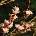 Prunus x subhirtella 'Autumnalis', Winter flowering cherry