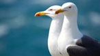 Gulls. Photo: Tim Booth