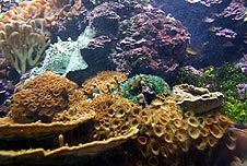 coral reef