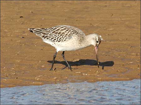 Godwit