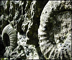 <font size=-2>Ammonites in a wall at the Swindon