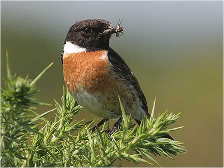 Stonechat