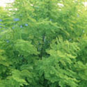 Robinia