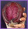 red cabbage