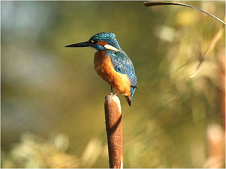 Kingfisher