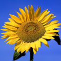 Helianthus annuus, Sunflower