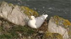 South Stack