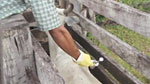 Bruce mucks in helping inoculate the cattle
