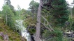 Old Scots Pine trees at the River Lui