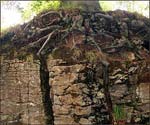 Beech Tree