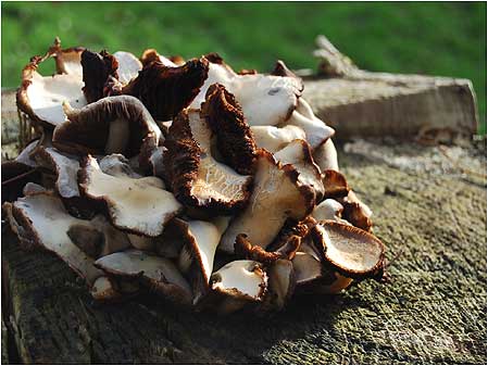 Fungus