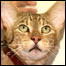 Gato Ashera