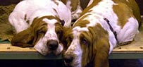 Dogs