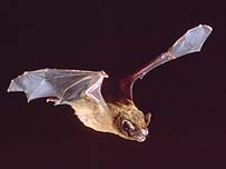 Picture: Noctule bat by Tony Tilford