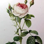 'Muscosa'