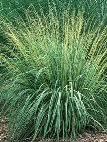 Purple Moorgrass