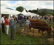 Cattle show