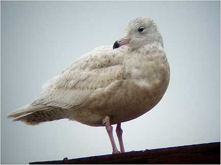 Gull