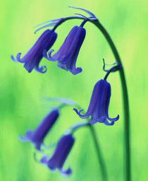 Blue Bells