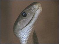 Cobra