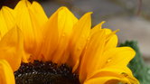 summer blossom...