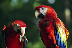 parrots
