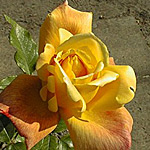 Sutter's Gold