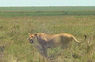 Lioness