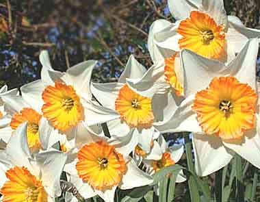 Daffodils - by Don Anderson