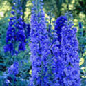 Delphinium