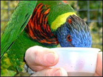 A Parrot