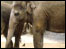 Elephants