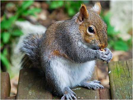 Grey Squirrel