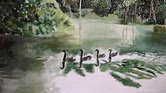 Ducks-water colour...