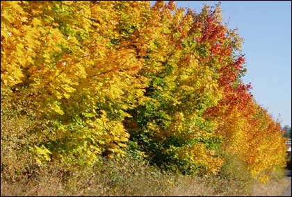 Autumn trees