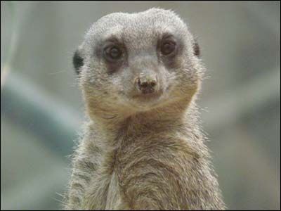 Meerkats
