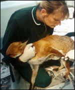 An injured fox receiving treatment