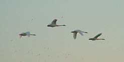 whooper swans