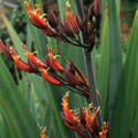 Phormium, New Zealand flax